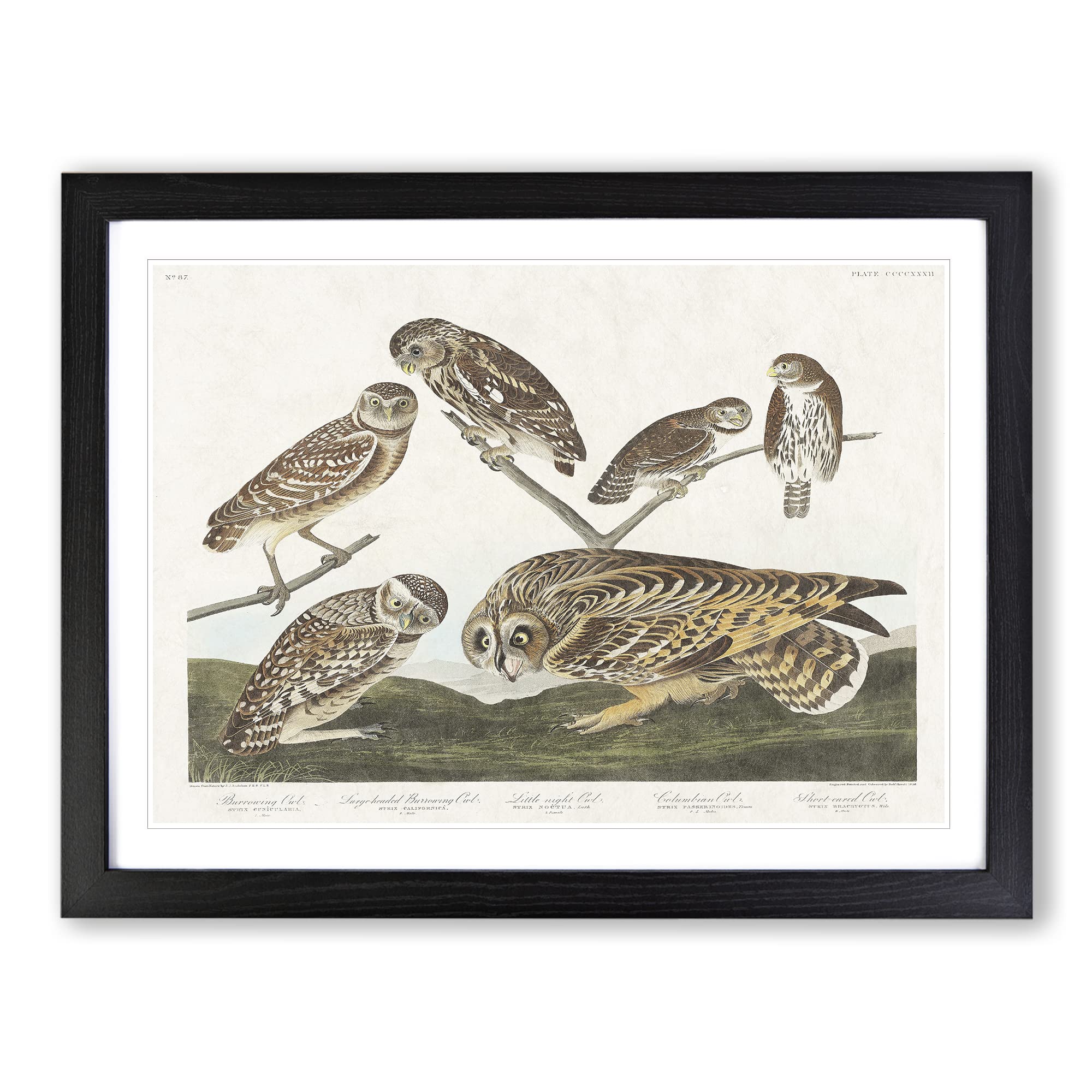 Selection Of Owls By John James Audubon Vintage Framed Wall Art Print, Ready to Hang Picture for Living Room Bedroom Home Office Décor, Black A3 (46 x 34 cm)