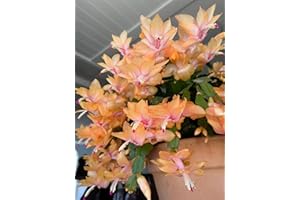8 Cuttings(No Pot) Rare zygocactus Cactus Plant Schlumbergera Live Indoor Houseplant Stunning Flowering (Orange)