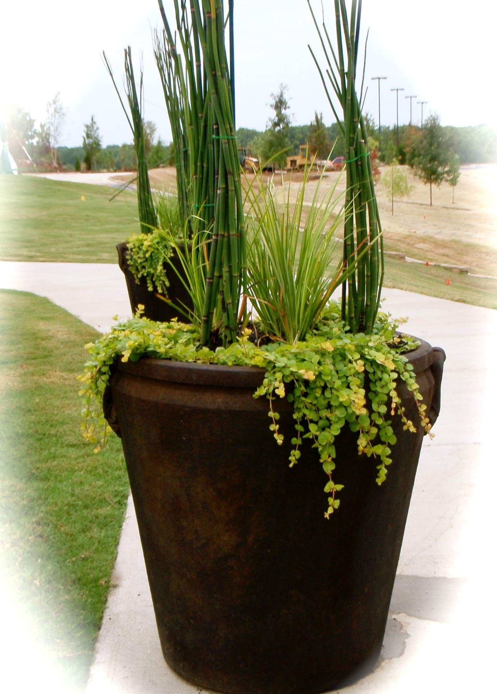 8 x Horsetail Reed Bamboo Looking Zen Garden & Pond 8" Tall Plants