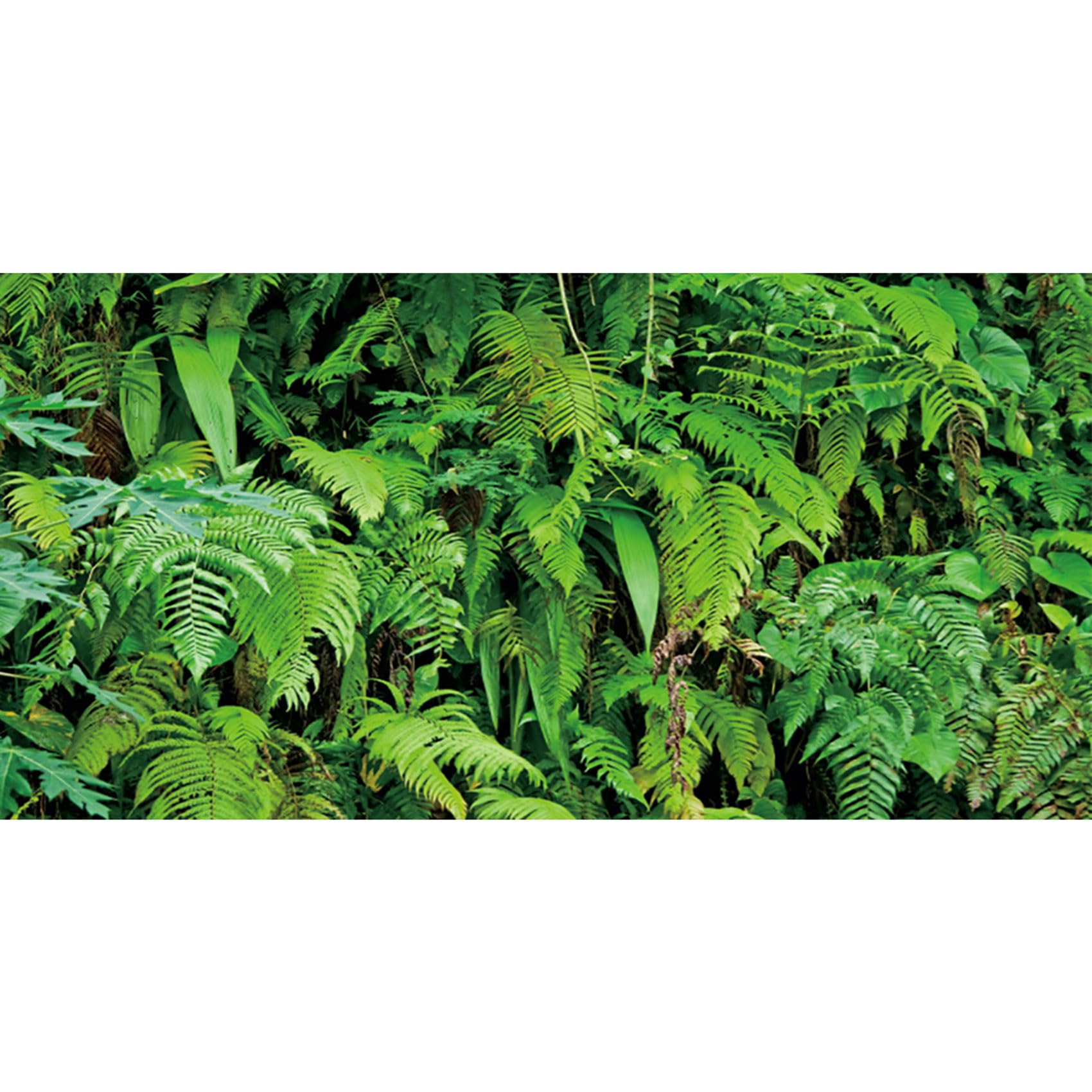 MIRRORANG 180x61cm Tropical Terrarium Background Tropical Plants Leaves Aquarium Background Rainforest Reptile Habitat Background Durable Vinyl Background