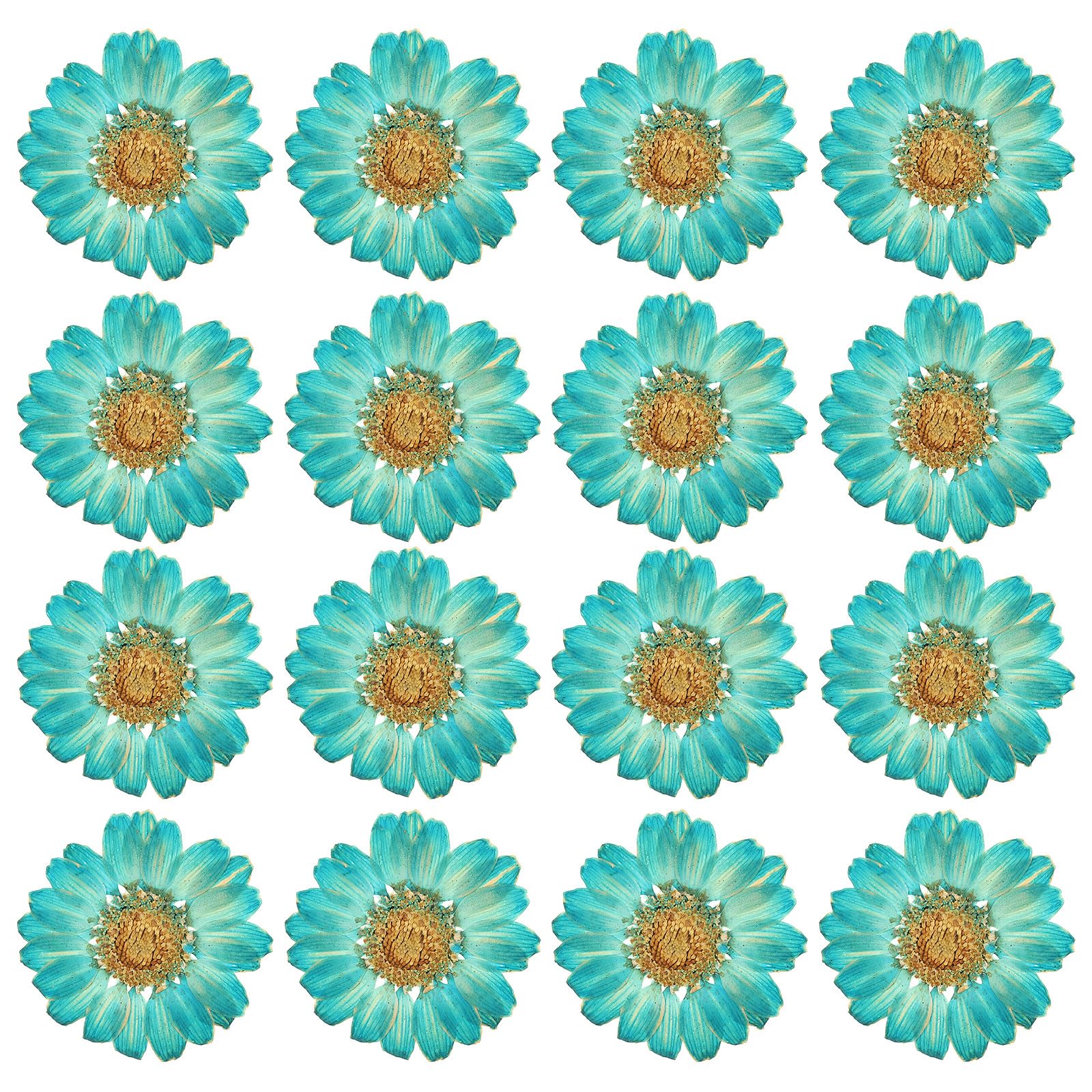 PATIKIL 48 Pcs Dried Pressed Flower Natural Dried Daisy Flower for DIY Art Crafts House Decoration Nails Decoration,Color Absorbing Blue