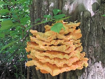 Chicken Of The Woodslaetiporus Mushroom Mycelium Plug Spawn Plant