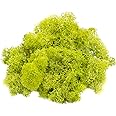Reindeer Moss Preserved | Chartreuse Colored Moss | Lime Green Moss for Fairy Gardens, Terrariums and Any Craft or Floral Pro