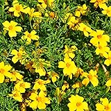 Marigold Seeds - Signata - Gem Series - Lemon - 100
