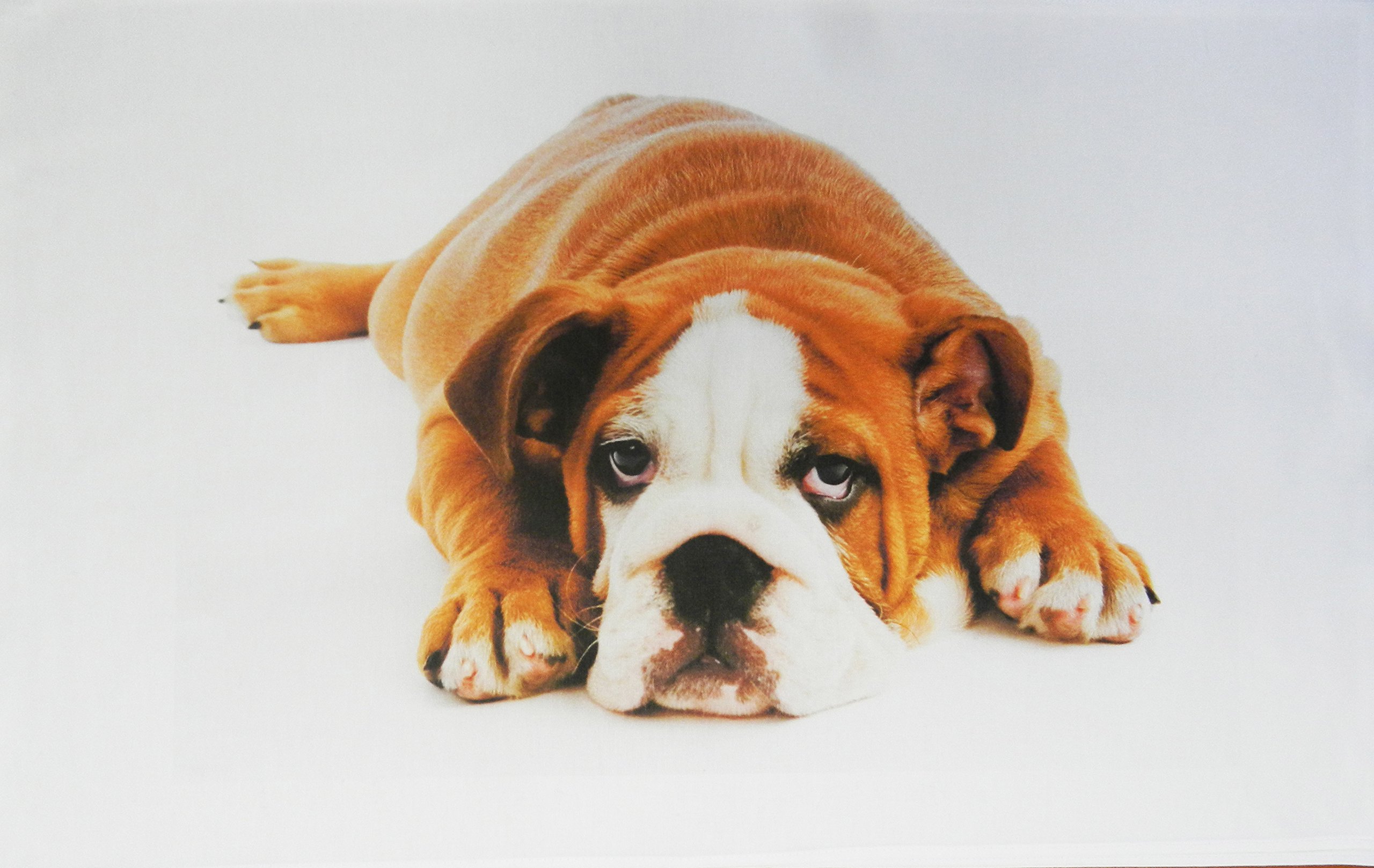 Half a Donkey The Original English Bulldog Large Cotton Tea Towel