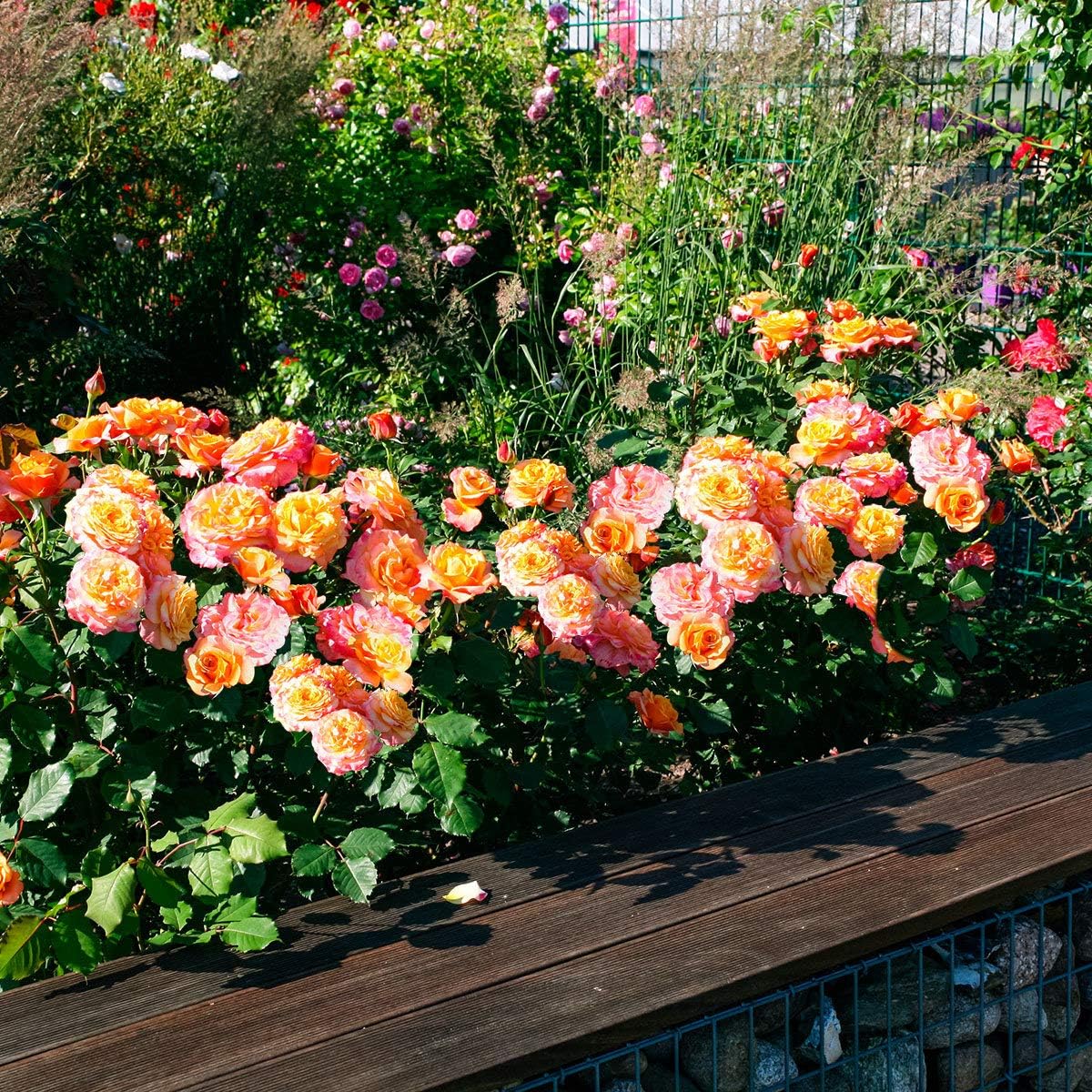 Bio Garden Rare 20pcs Fragrant Shrub Rose Ground Cover Rose Seeds Easy to Grow