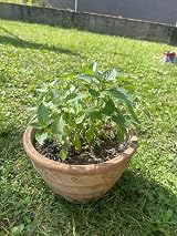 Tulsi Seeds Holy Basil Ocimum Sanctum 100+ Rama Tulsi Brand Generic view 4