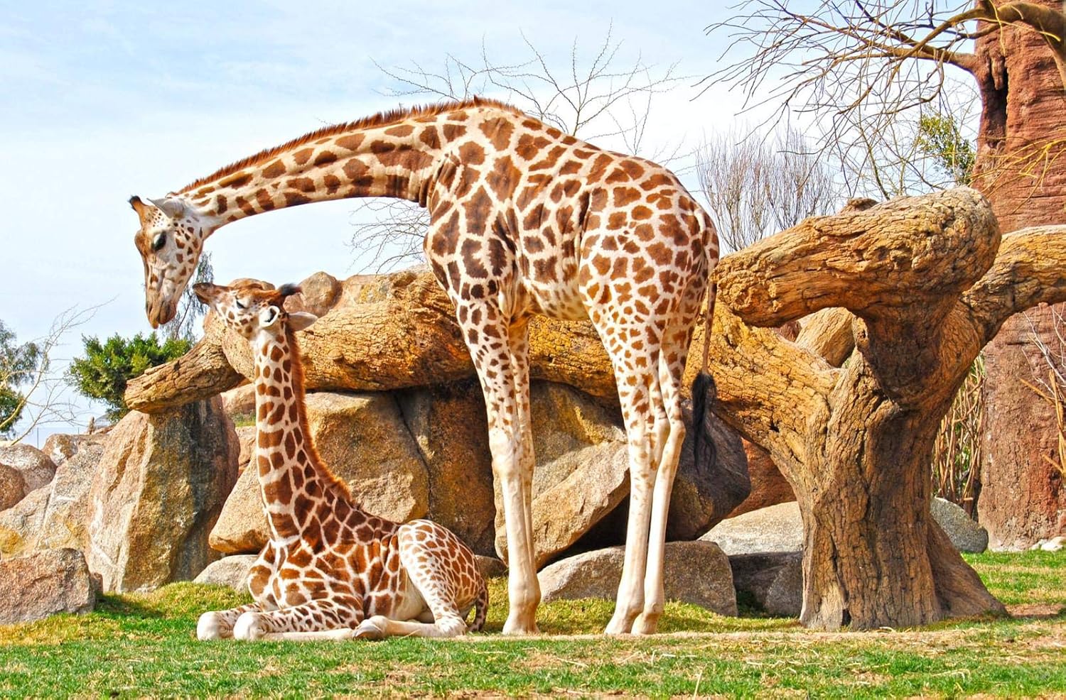 Two Giraffes Jigsaw Puzzles For Adults 1000Piece Diy Puzzle Kids