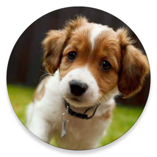 Animals Wallpaper HDAmazon.caAppstore for Android