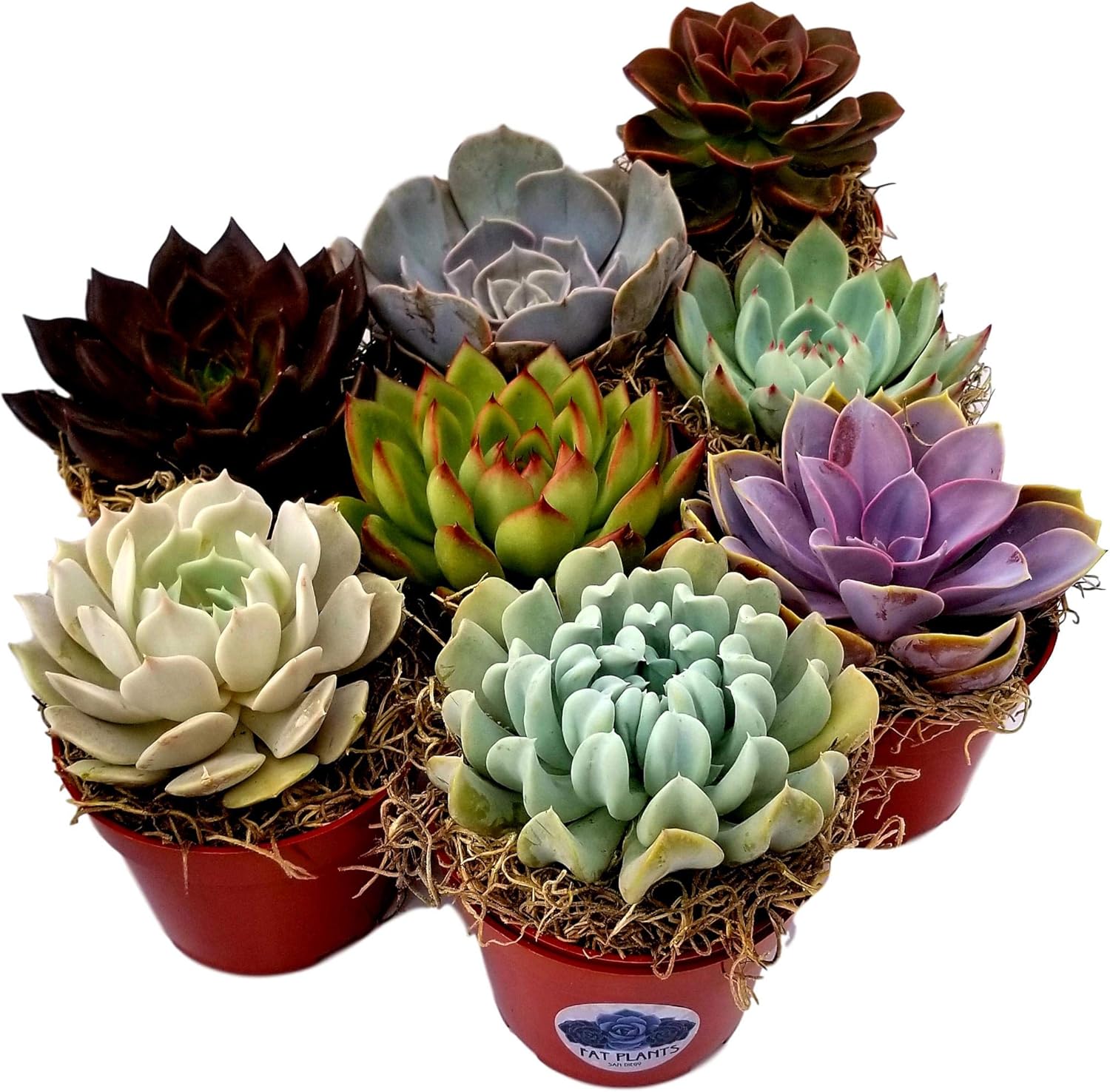 Fat Plants San Diego Large Rosette Succulent Plant