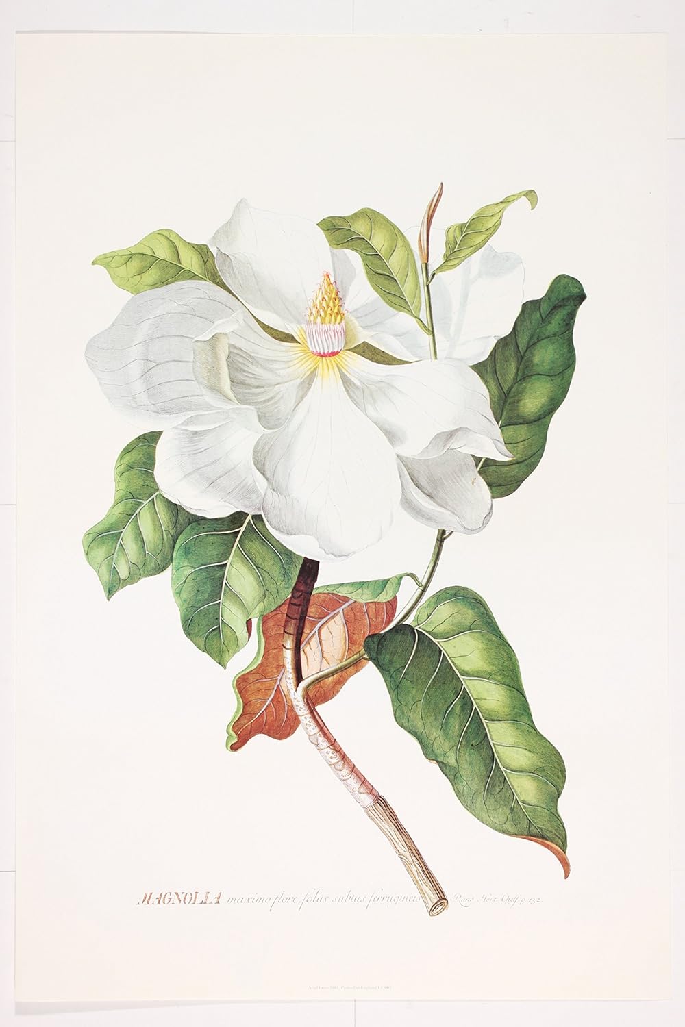 Magnolia Botanical POSTER PRINT by Rand Hort Chelf (21 x 14 in) Amazon