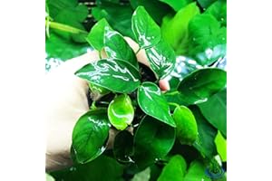 Greenpro Anubias Nana Potted Live Aquarium Plant Easy 100% Snail Free Guanteed