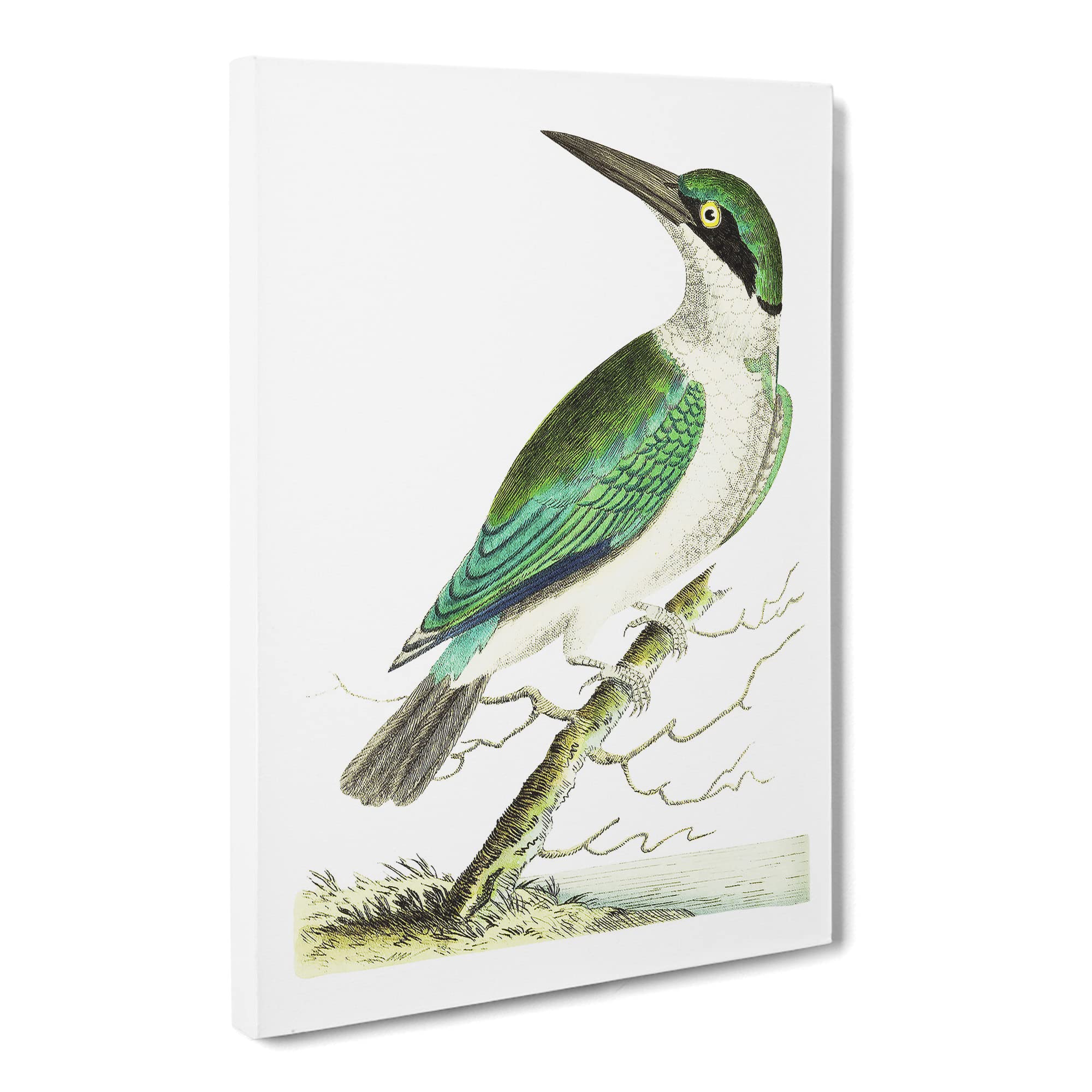 Green Headed Kingfisher By George Shaw Canvas Print | Gallery Wrapped 30mm Frame Wall Art | 20x14 inches | Ready to Hang | Retro Bird Picture | Living Room Bedroom Lounge Office