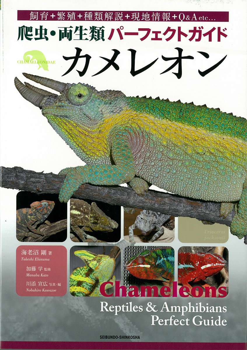 カメレオン 爬虫 両生類パーフェクトガイド 海老沼 剛 学 加藤 宣広 川添 本 通販 Amazon