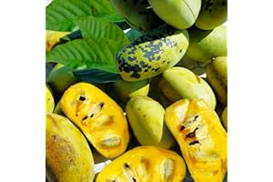 TomorrowSeeds - Paw Paw Tree Seeds - 15+ Count - for 2025 Planting Asimina Triloba North American Custard Apple Banana Papaw Banango Mango USA Native Fruit Trees Perennial Grow Your Own Home Farm