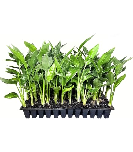 Amazon.com : White Bird of Paradise | 3 Live Plants | Strelitzia Nicolai |  Beautiful Rare Foliage Specimen : Patio, Lawn & Garden