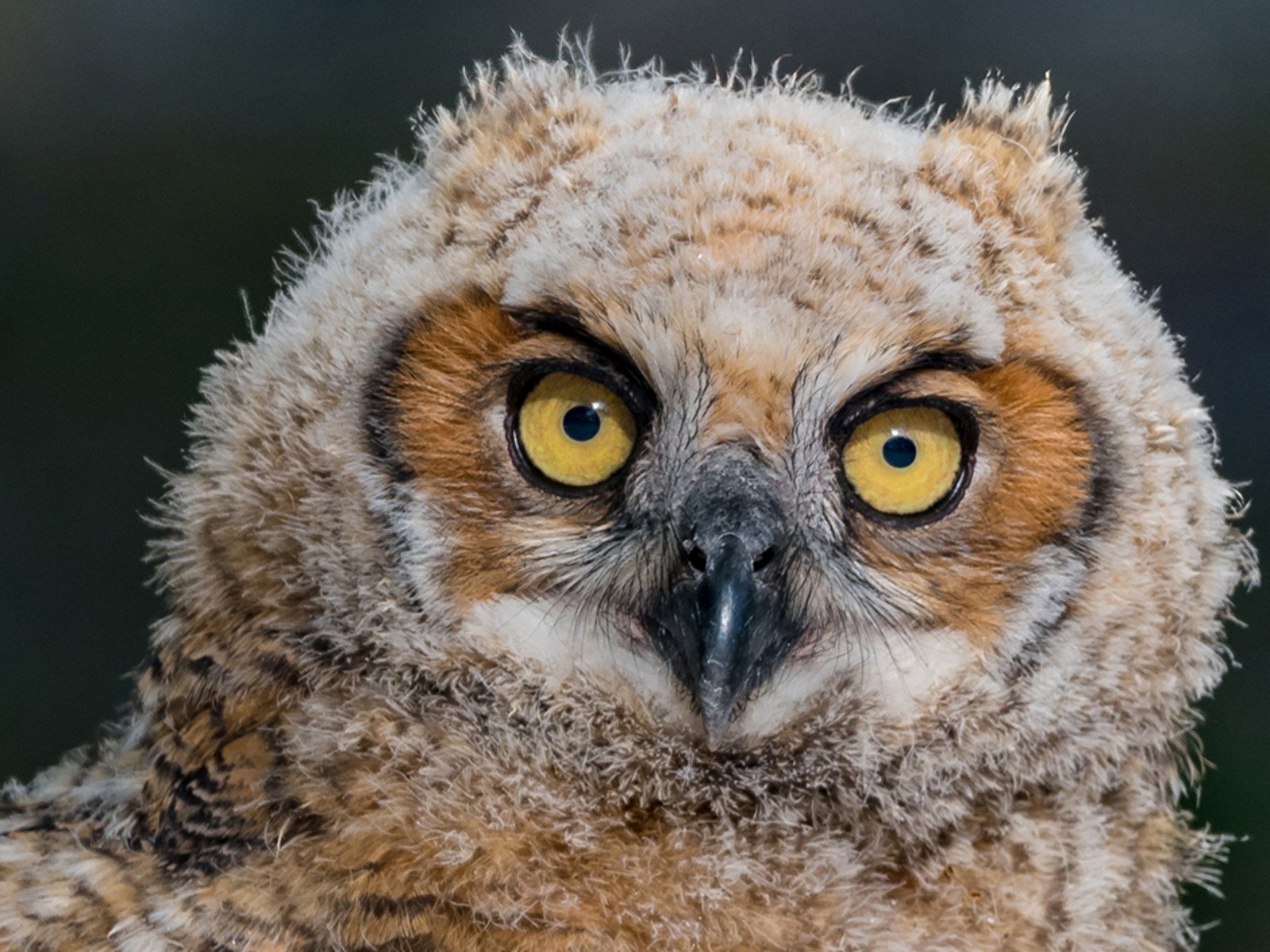 Watch Mark Smith Photography Prime Video