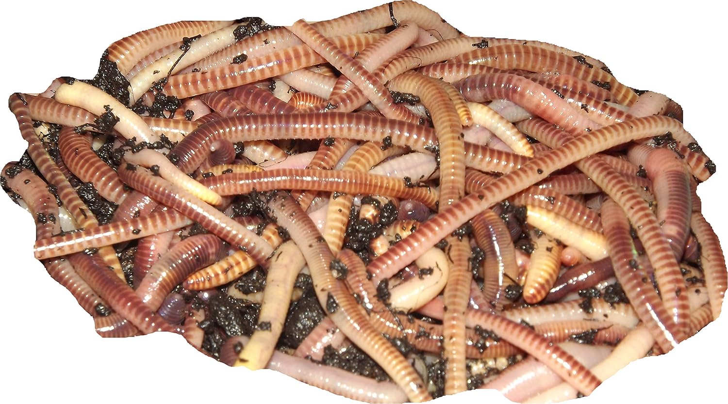 Yorkshire Worms TIGER Worms Suitable for Composting, For Bait For Fishing and Wormery Starter