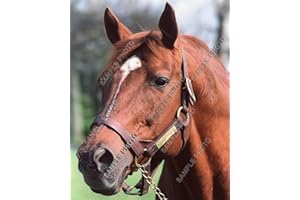 SPORTSPHOTOSUSA Secretariat 1973 Kentucky Derby Triple Crown Champion Horse Racing 8x10 Photo