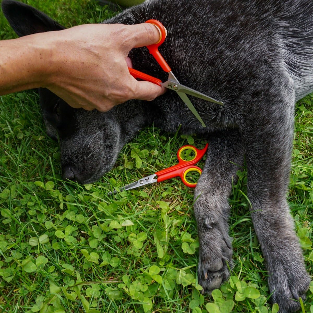 Hundefreund, set of 2 works of scissors for dog grooming fur scissors made of stainless steel with rounded tip - Image 4