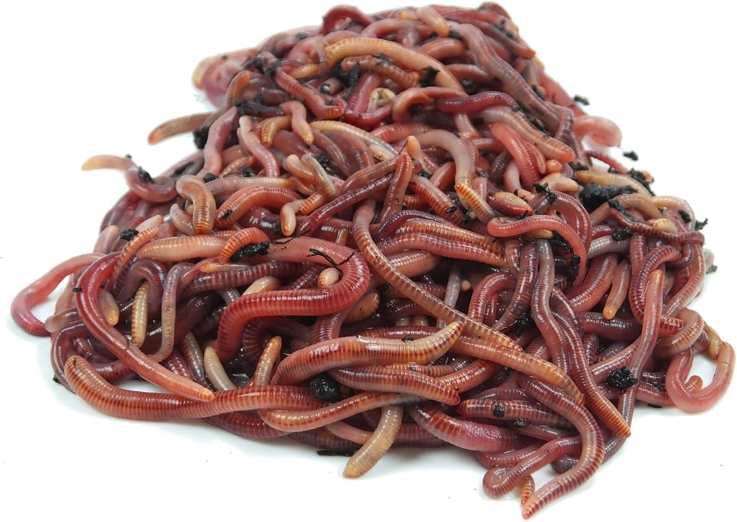 Kompostwurmer 1000 Stuck Eimer Kompost Starter Regenwurmer Eisenia Kompostwurm Lebend Aktiv Wurmer Fur Garten Kompostierung Kompost Komposter Wurmkomposter Wurmkiste Wurmfarm Komposttoilette Amazon De Garten