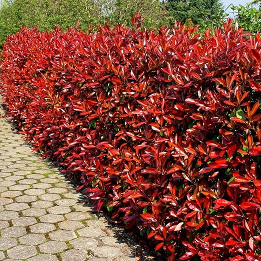 Photinia Fraseri Red Robin Hedge 5 Hedge Plants Amazon Co Uk Garden Outdoors