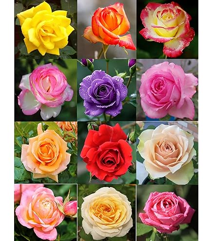 8 in pots for plants Mayne Valencia 8-Inch Self-Watering Wall Mount Planter (3-Pack) – Mayne Inc main image 1