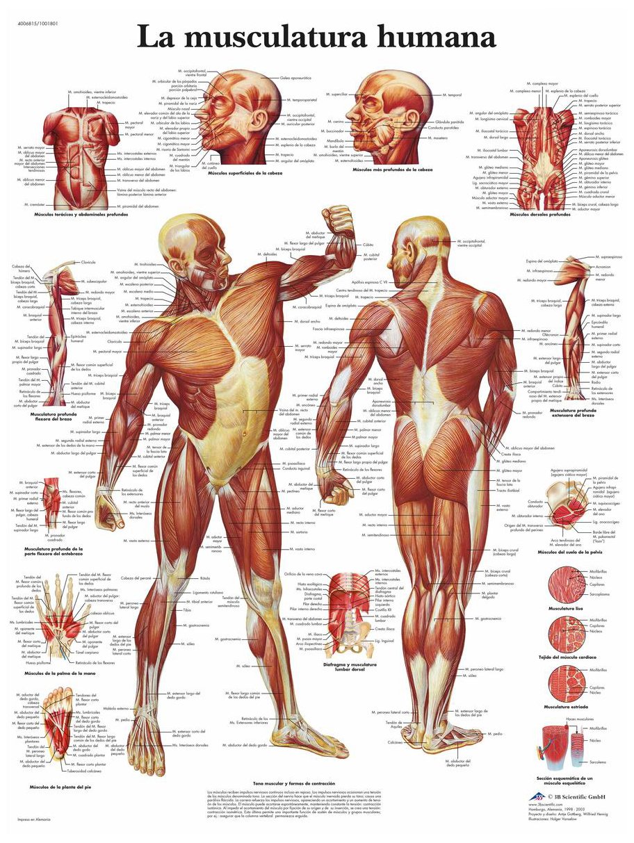 3B Scientific – Laminated Human Skeleton Chart – UV & Dust-Protected Anatomy Poster for Study, Teaching & Clinics