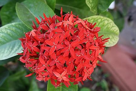 ROYAL LAND Ixora Live Plant Dwarf Deep Red Ixora, Chethi 1 Healthy Live Plant on Poly Bag