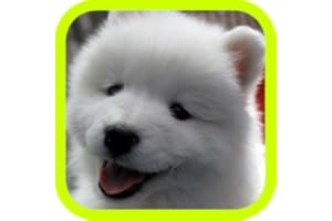 Cute Puppies!!! Adorable Puppy Pics and Wallpaper Pictures! Best Collection of FREE Pics with 3d Little Dogs in the World! A 