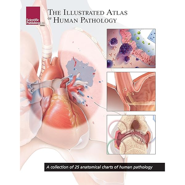 An Atlas of Histology: 9780387949543: Medicine & Health Science