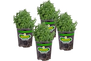 Bonnie Plants Catnip Live Herb Plants - 4 Pack, Pet Friendly, Grows Great In Containers, Fresh For Cats & Dries For Cat Sachets