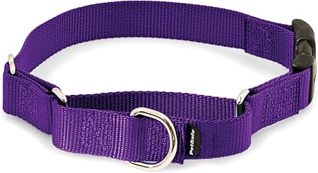 martingale dog collar with buckle