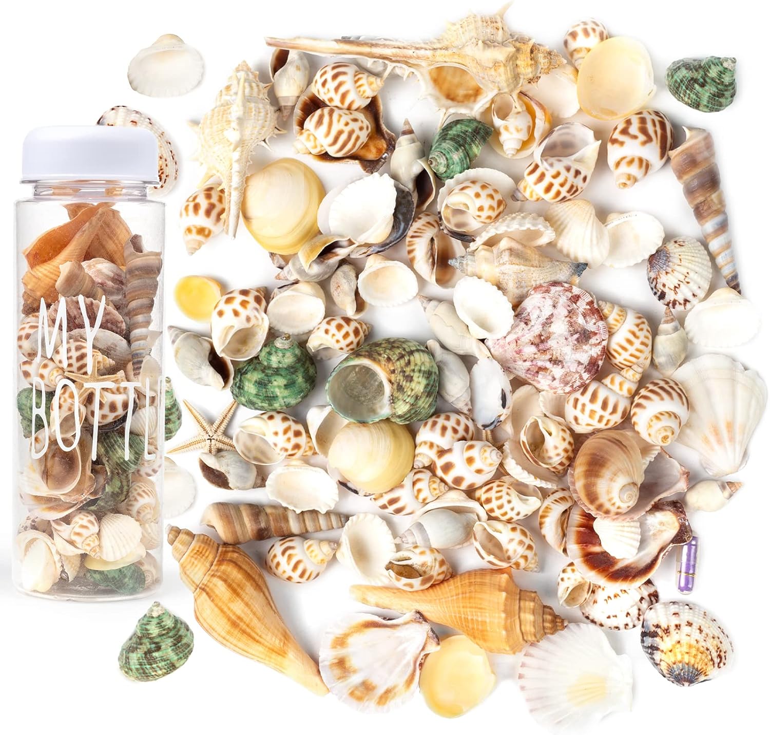 Vase Fillers - DomeStar Mixed Sea Shells, 70~80pcs Beach Seashells Starfish Assorted Sizes Ocean Seashells for Fish Tank Vase Fillers Beach Theme Party Wedding Decor Candle Making DIY Crafts Home Decorations