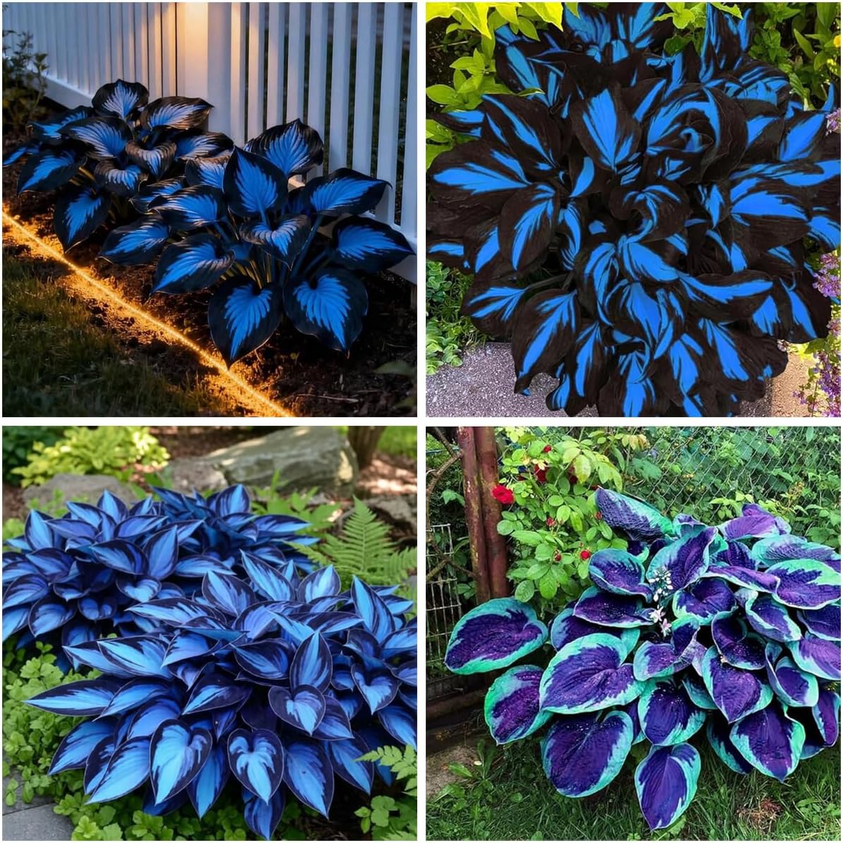 Mixrug 285+ Hostas Seeds Dark Blue for Planting-Hostas Seeds Blue Perennials- Rare Hosta Seed Midnight Blue Plants Non-GMO Heirloom for Outside Garden Home