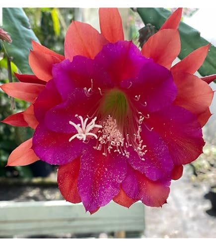 cactus echinopsis Rose Quartz Cactus
