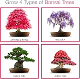 Grow Buddha Grow Your Own Bonsai Starter Kit – 4 Trees for Beginners view 3