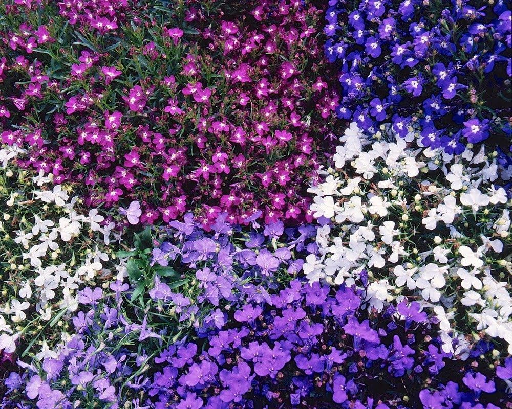 Viridis Hortus - Lobelia String Of Pearls 0.16g's (4000) Bedding Flower Seeds