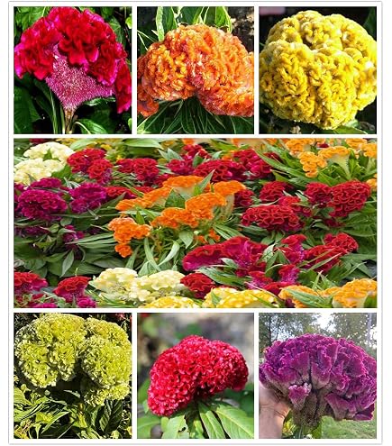 Amazon.com : Park Seed Celosia Flower Plant Seeds, Easy to Grow, Perfect  for Spring Garden, Crested Dracula, Pack of 10 : Patio, Lawn & Garden
