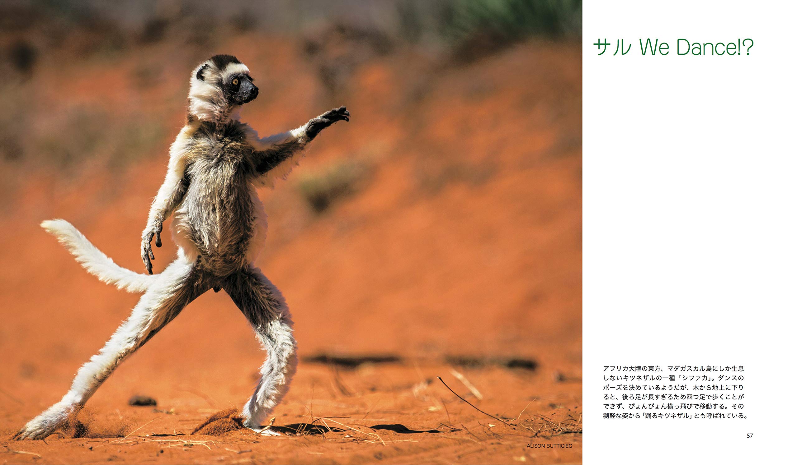 おかしな生きもの写真館 ポール ジョインソン ヒックス トム サラム 本 通販 Amazon