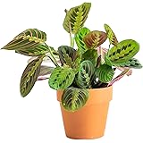 Urban Jungle Prayer Plant Maranta Red in 4-inch Premium Terra Cotta Pot (Live Plant) (Urban Jungle Red Maranta)