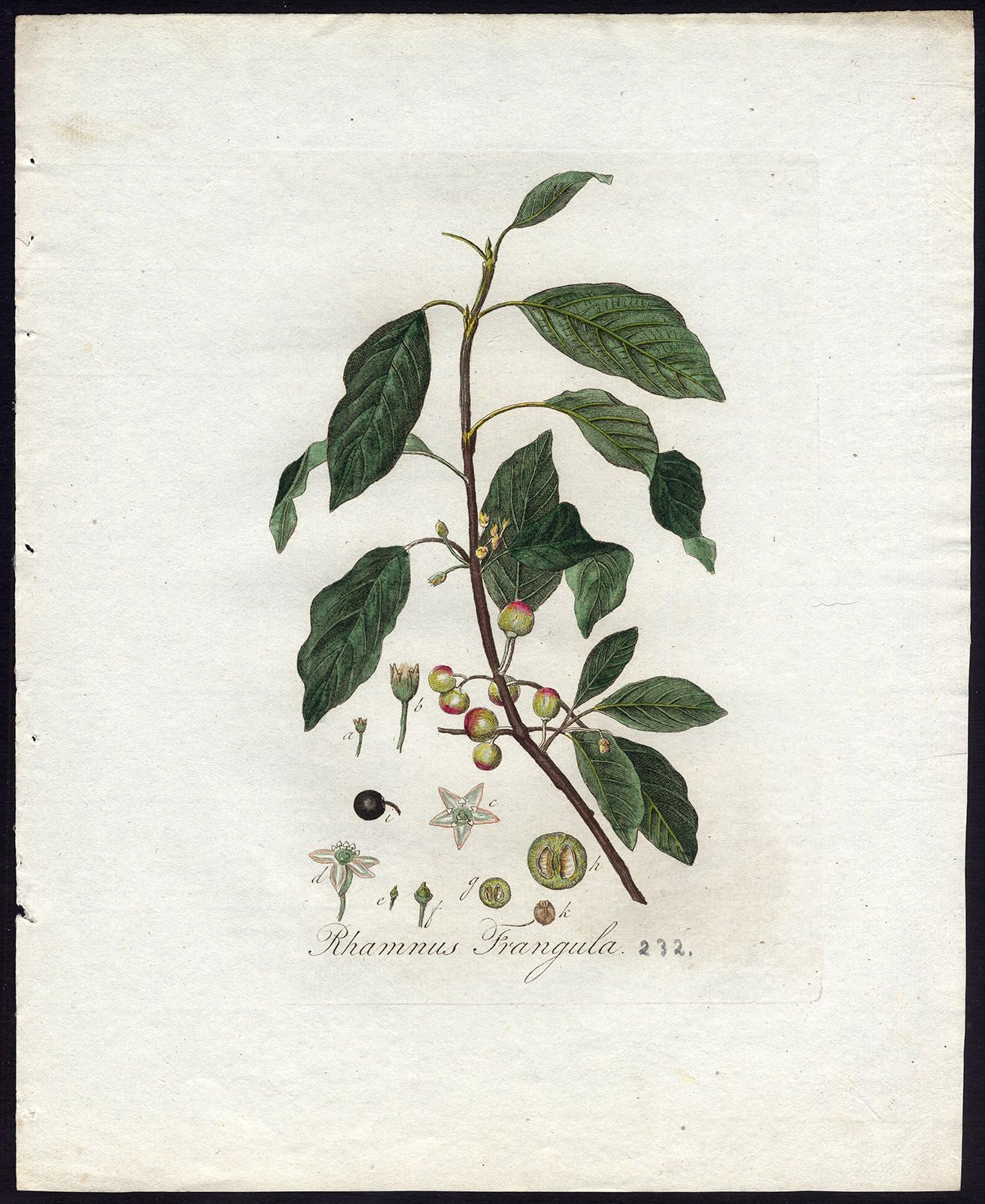 Antique Print-RHAMNUS FRANGULA-ALDER BUCKTHORN-Sepp-Flora Batava-1800