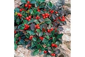50+ Seeds Wintergreen Plant Seeds