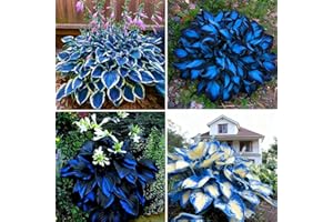 Hosta Seeds for Planting, 290+pcs Rare Perennial Hosta Flower Seeds, Non-GMO Heirloom Long Blooming Plants Shaded Entry Pathw