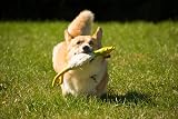 Petface Latex Chicken Squeak Soft Chew Dog Toy Large view 4