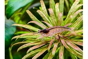 Seam Oasis - Amano Shrimps Algae Cleaner Inverts Live Freshwater Aquarium Shrimps 1/4" - 1/2" - Live Shrimp Arrival Guarantee (10+2 Pack) - DOA Cover Included
