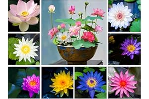 LOSEEDSOO 60PCS Premium Lotus Seeds for Planting in Water - Mixed Color Bowl Flower for Ponds, Bonsai, Indoor Water Gardens & Lotus Bowl Planter - Non-GMO, High Germination, Easy Grow Water Lily Seeds