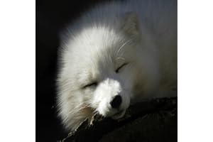 Arctic Fox Wallpapers