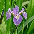 Northern Blue Flag Seeds Iris Versicolor Deer Resistant Attracts Hummingbirds Borders Outdoor Contaienrs 20Pcs Flower Seeds by YEGAOL Garden
