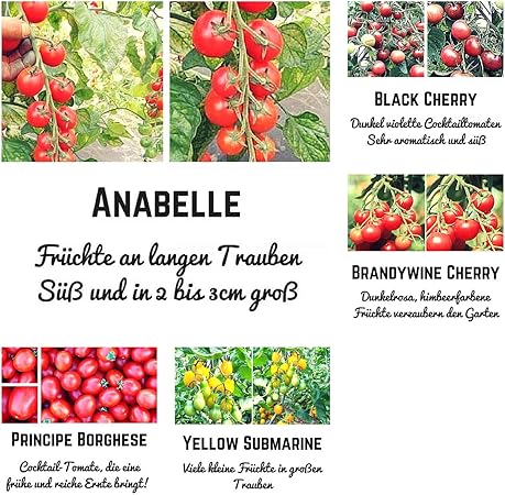 Bio Cocktailtomaten Samen Set 5 Extrem Leckere Tomatensorten Fur Einen Traumhaften Salatgenuss In Bio Qualitat Jede Sorte Beinhaltet 10 Korn Amazon De Garten